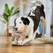 Show in main carousel: RUFFIN' IT Woodlands Squirrel Plush Dog Toy slide 5 of 6