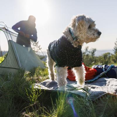 Show full view: Ruffwear Crag Polyester Reflective Dog Collar, Alpine Dawn, 11 to 14-in neck, 0.75-in wide slide 4 of 5