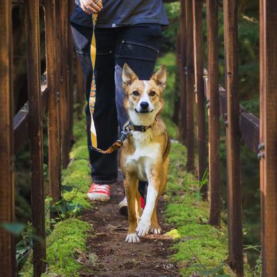 Show full view: Ruffwear Crag Polyester Reflective Dog Collar, Canyon Oxbow, 14 to 20-in neck, 1-in wide slide 4 of 5