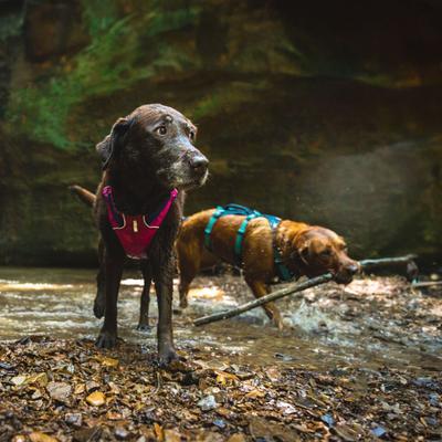 Show full view: Ruffwear Flagline Front-Clip Dog Harness, Alpenglow Pink, Small: 22 to 27-in chest slide 5 of 10