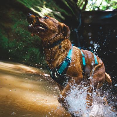 Show full view: Ruffwear Flagline Front-Clip Dog Harness, Basalt Gray, XX-Small: 13 to 17-in chest slide 5 of 10