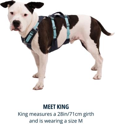 Show full view: Ruffwear Flagline Front-Clip Dog Harness, Basalt Gray, XX-Small: 13 to 17-in chest slide 9 of 10