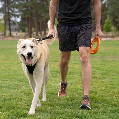 Show full view: TRIXIE Front Range Dog Short Leash, 1-ft long, 1-in wide, Basalt Gray slide 3 of 6