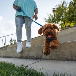 Ruffwear Front Range Polyester Dog Leash, Blue Pool, 5-ft long, 3/4-in wide slide 2 of 6