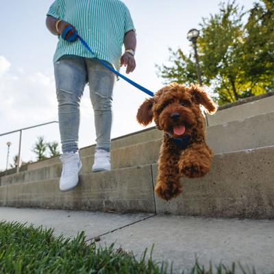 Show full view: Ruffwear Front Range Polyester Dog Leash, Blue Pool, 5-ft long, 3/4-in wide slide 4 of 8