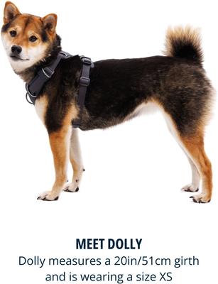 Show full view: Ruffwear Front Range Reflective Front-Clip Dog Harness, Basalt Gray, Large/X-Large: 32 to 42-in chest slide 8 of 10