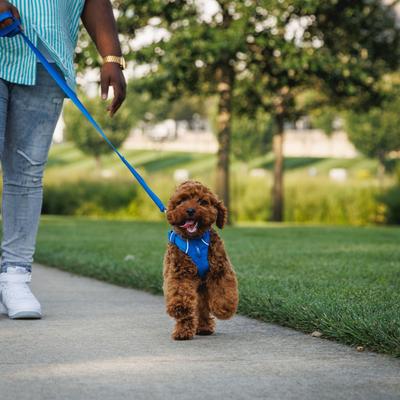 Show full view: Ruffwear Front Range Reflective Front-Clip Dog Harness, Blue Pool, Small: 22 to 27-in chest slide 4 of 10