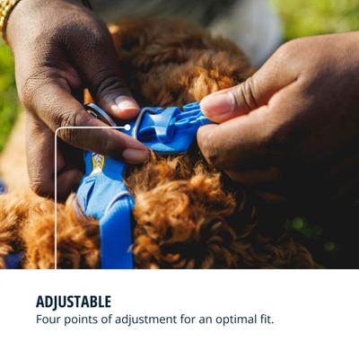 Show full view: Ruffwear Front Range Reflective Front-Clip Dog Harness, Blue Pool, XX-Small: 13 to 17-in chest slide 6 of 10