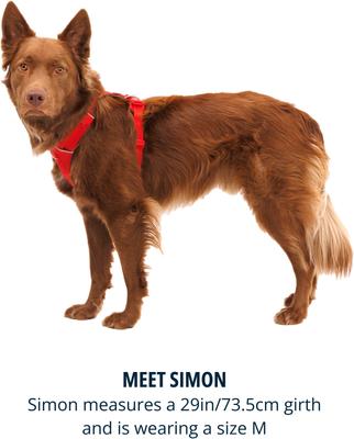 Show full view: Ruffwear Front Range Reflective Front-Clip Dog Harness, Red Canyon, Small: 22 to 27-in chest slide 8 of 10