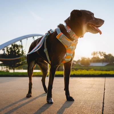 Show full view: Ruffwear Front Range Reflective Front-Clip Dog Harness, Spring Mountains, Small: 22 to 27-in chest slide 4 of 10