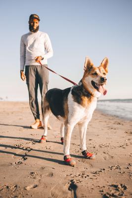 Show full view: Ruffwear Grip Trex Dog Boots, Red Sumac, 2.75-in, Set of 2 slide 5 of 6