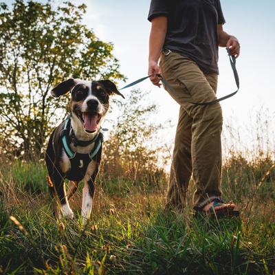 Show full view: Ruffwear Hi & Light Polyester Dog Collar, Basalt Gray, 20 to 26-in neck, 1-in wide slide 4 of 8