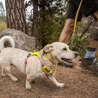 Show full view: Ruffwear Hi & Light Polyester Dog Collar, Lichen Green, 20 to 26-in neck, 1-in wide slide 5 of 9