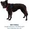 Show in main carousel: Ruffwear Hi & Light Reflective Front-Clip Dog Harness, Alpenglow Pink, XX-Small: 13 to 17-in chest slide 9 of 10