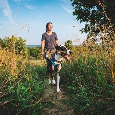 Show full view: Ruffwear Hi & Light Reflective Front-Clip Dog Harness, Basalt Gray, Small: 22 to 27-in chest slide 5 of 9