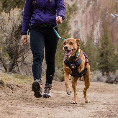 Show full view: Ruffwear Web Master Reflective Dog Harness, Purple Rain, XX-Small: 13 to 17-in chest slide 4 of 5