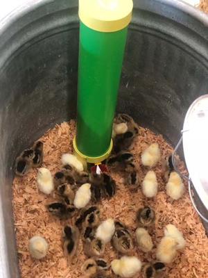 Show full view: Rugged Ranch Poultry Waterer slide 2 of 4