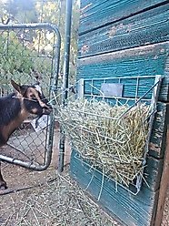 Rugged Ranch Sheep & Goat Basket Feeder slide 2 of 3