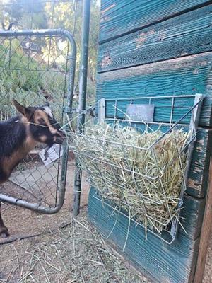 Show full view: Rugged Ranch Sheep & Goat Basket Feeder slide 2 of 4