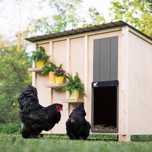 Run Chicken Door Opener GIANT Automatic Turkey Coop Accessory, Gray