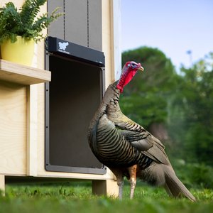 Run Chicken Door Opener GIANT Automatic Turkey Coop Accessory, Gray