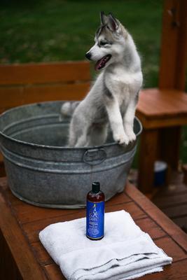 Show full view: RX 4 Pets Dog & Cat Skin Irritation Shampoo & Conditioner, 16-fl oz bottle slide 8 of 10