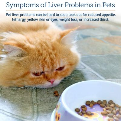 Show full view: Rx Vitamins Hepato Chicken Flavored Liquid Liver Supplement for Cats & Dogs, 4-fl oz bottle slide 4 of 8