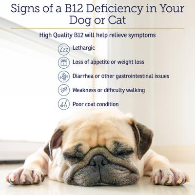 Show full view: Rx Vitamins Rx B12 Liquid Digestive Supplement for Cats & Dogs, 4-fl oz bottle slide 4 of 8