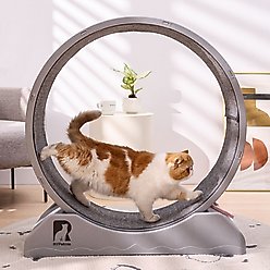 RYPetmia Carpeted Running Wheel Cat Treadmill, Large: 31.5-in, ‎Gray