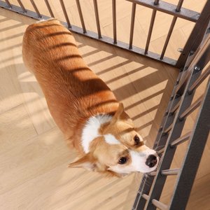 RYPetmia Indoor & Outdoor Heavy Duty Dog & Cat Exercise Pen, 31.5-in, Silver