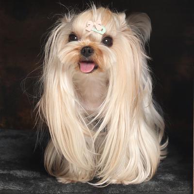 Show full view: RYPetmia Indoor Wooden Dog & Cat House with Bed, Walnut, Medium slide 9 of 10