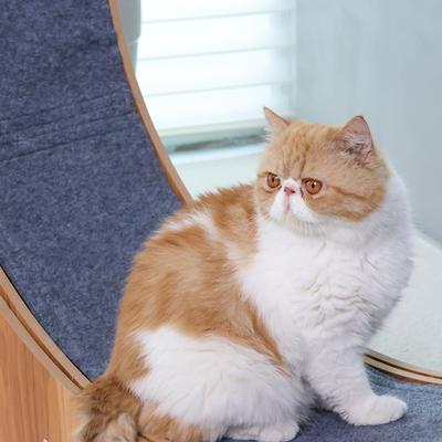 Show full view: RYPetmia Running Wheel Cat Treadmill with Catnip, Large: 45-in, Brown slide 3 of 10