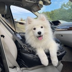 RYPetmia Waterproof PU Leather Travel Dog & Cat Car Booster Seat, Black