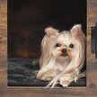 Show in main carousel: RYPetmia Wooden Indoor & Outdoor Dog House, Small/Medium, Brown slide 6 of 12