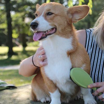 Show full view: Safari Bristle Dog Brush, Medium-Large slide 4 of 7