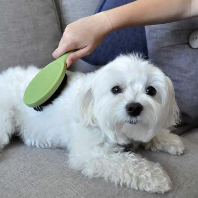 Show full view: Safari Bristle Dog Brush, Medium-Large slide 5 of 7