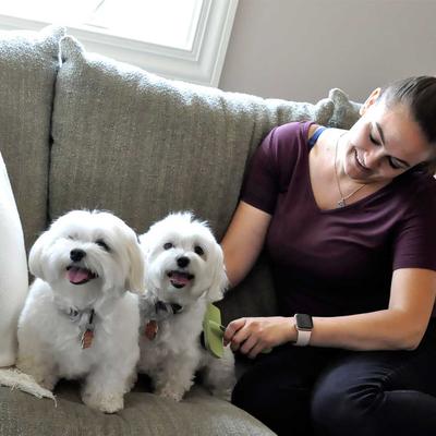 Show full view: Safari Curved Firm Slicker Dog Brush, Medium slide 4 of 7