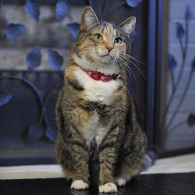 Show full view: Safe Cat Adjustable Breakaway Magnetic Buckle Cat Collar, Grey Silver Arrows slide 2 of 5