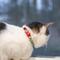 Show in main carousel: Safe Cat Fashion Adjustable Breakaway Cat Collar, 8 to 12-in neck, 3/8-in wide, Ladybugs slide 2 of 4