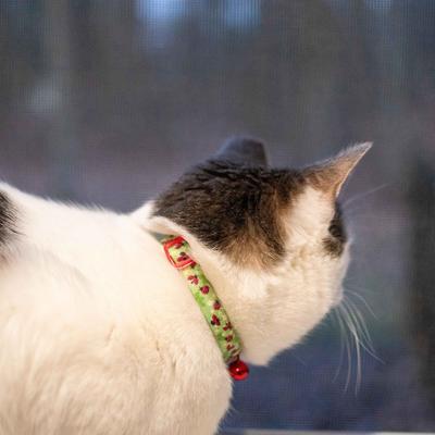 Show full view: Safe Cat Fashion Adjustable Breakaway Cat Collar, 8 to 12-in neck, 3/8-in wide, Ladybugs slide 3 of 4