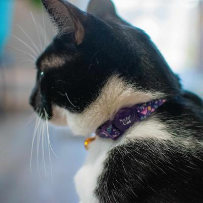 Show full view: Safe Cat Fashion Adjustable Breakaway Cat Collar, 8 to 12-in neck, 3/8-in wide, Magic Garden slide 6 of 7