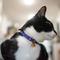 Show in main carousel: Safe Cat Fashion Adjustable Breakaway Cat Collar, 8 to 12-in neck, 3/8-in wide, Magic Garden slide 2 of 7