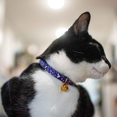 Show full view: Safe Cat Fashion Adjustable Breakaway Cat Collar, 8 to 12-in neck, 3/8-in wide, Magic Garden slide 2 of 7