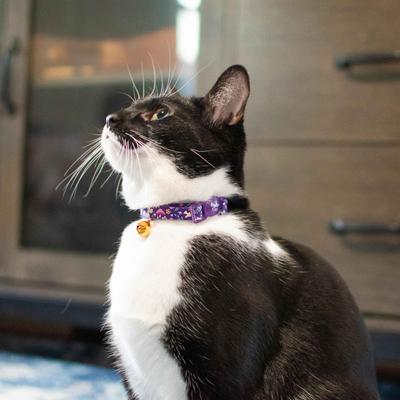 Show full view: Safe Cat Fashion Adjustable Breakaway Cat Collar, 8 to 12-in neck, 3/8-in wide, Magic Garden slide 4 of 7