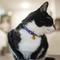 Show in main carousel: Safe Cat Fashion Adjustable Breakaway Cat Collar, 8 to 12-in neck, 3/8-in wide, Magic Garden slide 5 of 7