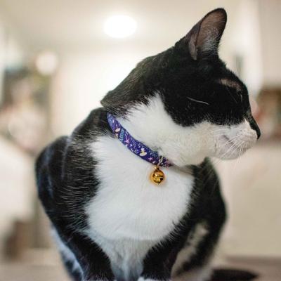 Show full view: Safe Cat Fashion Adjustable Breakaway Cat Collar, 8 to 12-in neck, 3/8-in wide, Magic Garden slide 5 of 7