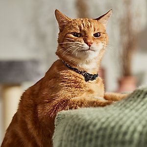 Safe Cat Fashion Adjustable Breakaway Cat Collar, Black Skulls