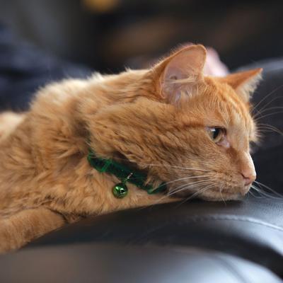 Show full view: Safe Cat Jeweled Glitter Polyester Breakaway Cat Collar with Bell, Green Dot, 8 to 12-in neck, 3/8-in wide slide 2 of 6