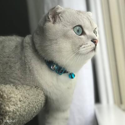 Show full view: Safe Cat Jeweled Glitter Polyester Breakaway Cat Collar with Bell, Purple, 8 to 12-in neck, 3/8-in wide slide 4 of 7