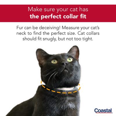 Show full view: Safe Cat Snag-Proof Polyester Breakaway Cat Collar with Bell, Blue, 8 to 12-in neck, 3/8-in wide slide 5 of 7